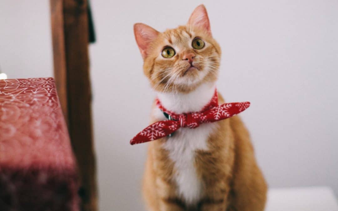 Feline Infectious Peritonitis – FIP