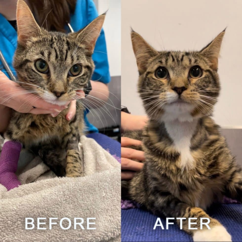 Meeko-before-and-after-treatment-980×980