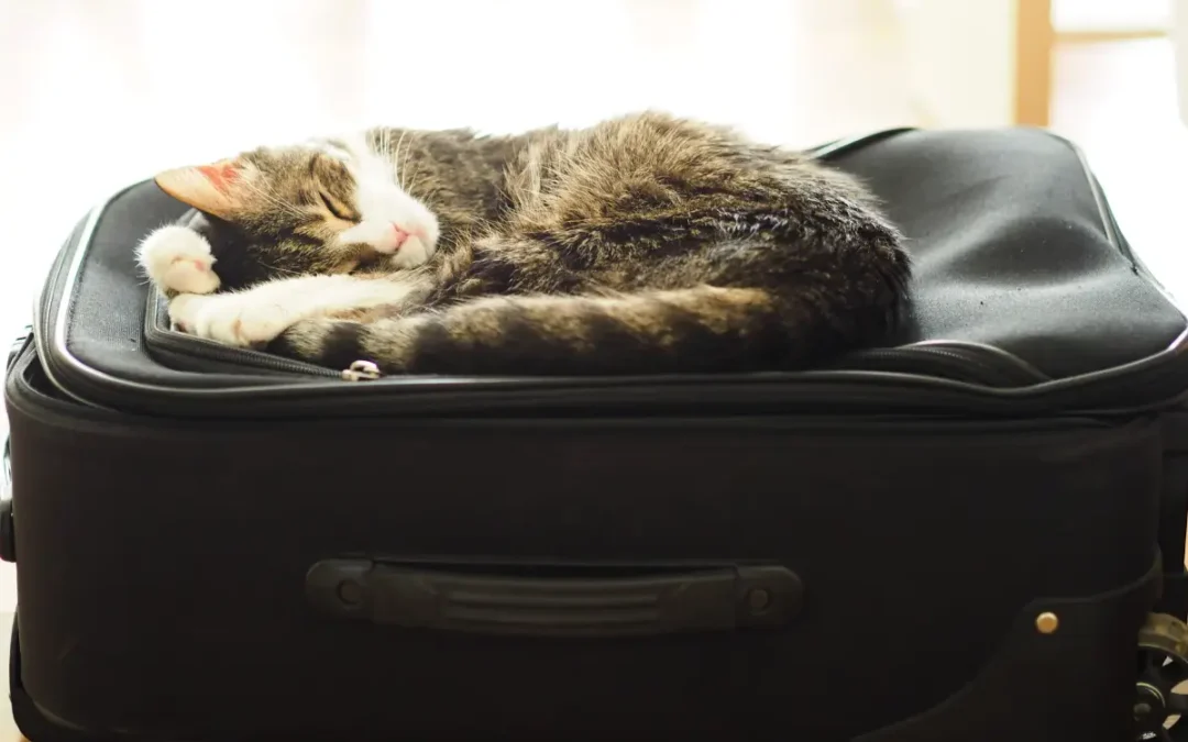 How do I prepare my pet for holidays?