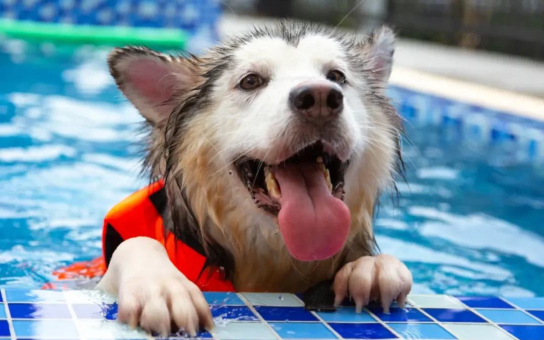 Will swimming help my dog?